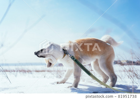 Akita Inu puppy in a snow field in a funny pose shakes off the snow in the afternoon. Dog games on the fresh air. Walking dog on the leash 81951738
