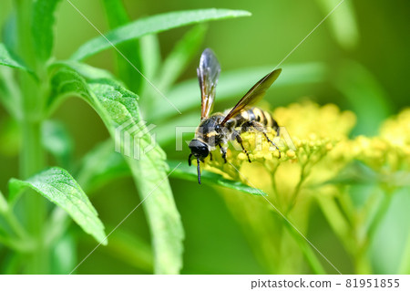 Common bee Common bee 81951855