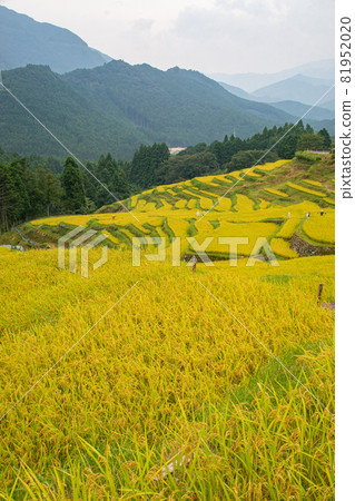 三重縣熊野市基和町丸山千葉的秋景 81952020