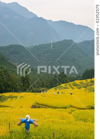 A scene of Maruyama Senhada in autumn, Kiwa-cho, Kumano City, Mie Prefecture A scene of Maruyama Senhada in autumn, Kiwa-cho, Kumano City, Mie Prefecture 81952078