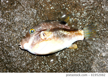 我在外路上抓到了北倉 我在外路上抓到了北倉 81952082