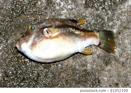 I caught the Kitamakura on the outer road 81952109