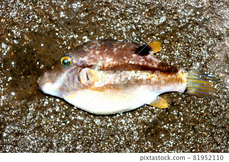 I caught the Kitamakura on the outer road I caught the Kitamakura on the outer road 81952110