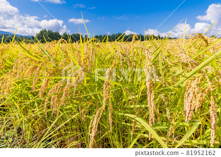 稻田裡的水稻，即將收穫 81952162