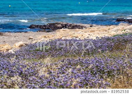Limonium sinuatum winged mediterranean sea lavender growing wild in Cyprus seashore. Wonderful coastline in Paphos, Cyprus with purple flowers in May. Wildflowers purple on the rocky coast in paphos Limonium sinuatum winged mediterranean sea lavender growing wild in Cyprus seashore. Wonderful coastline in Paphos, Cyprus with purple flowers in May. Wildflowers purple on the rocky coast in paphos 81952538