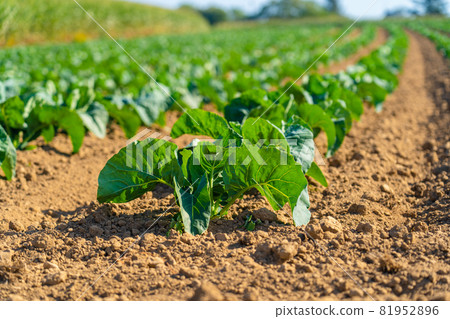 Field of beautiful cauliflowers in Brittany. France. Farming organic green cabbage lettuce on a vegetable plot in the French Bretagne region. Bio organic agriculture production concept 81952896