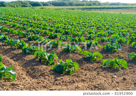 Cabbage cultivated fields in Bretagne in French countryside. View of a green cabbage patch field in Brittany, France. White cabbage, cabbage field, vegetable. Brassica oleracea var. capitata f. alba 81952900