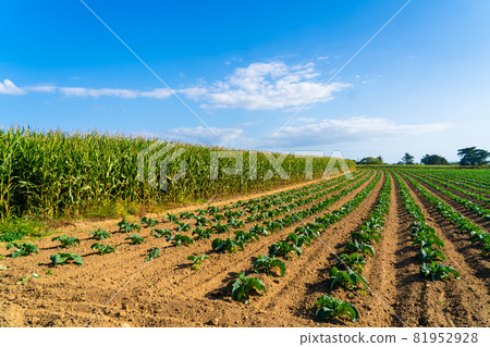 Field of beautiful cauliflowers in Brittany. France. Farming organic green cabbage lettuce on a vegetable plot in the French Bretagne region. Bio organic agriculture production concept 81952928
