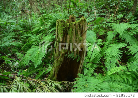 [Aomori / Shirakami Mountains] Beech natural forest 81953178
