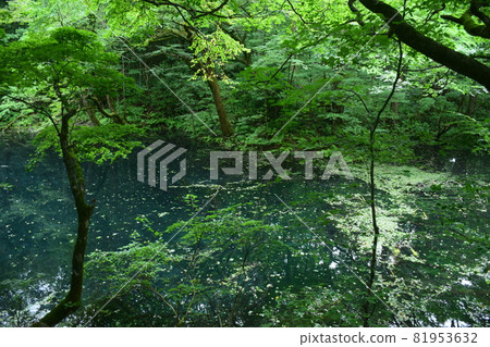 [Aomori / Shirakami Mountains] Juniko Boiling Pond 81953632