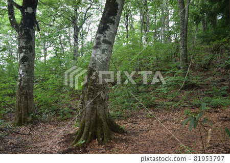[Aomori / Shirakami Mountains] Beech forest walking path 81953797