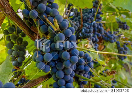 Blue grapes growing on a vine among green leaves. The harvest is ripe 81953798