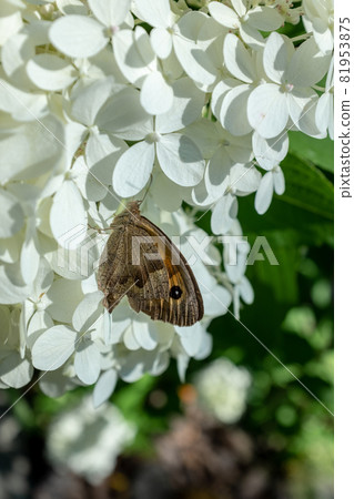 Butterfly sits on Beautiful white hydrangea close-up. vertical photo Butterfly sits on Beautiful white hydrangea close-up. vertical photo 81953875
