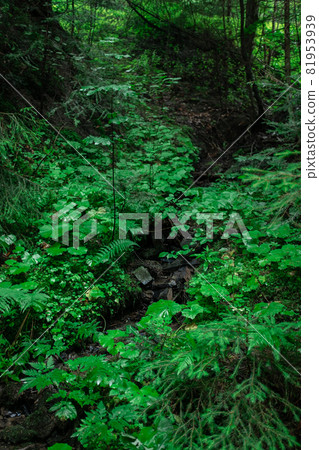 gloomy forest landscape in a coniferous forest. blurred foreground 81953939