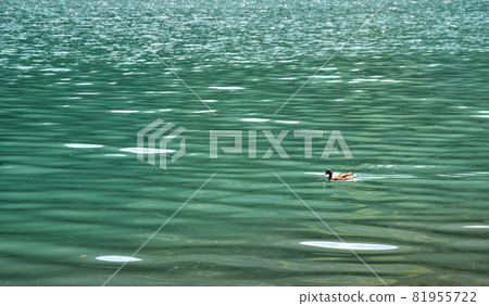 Duck in the lake 81955722
