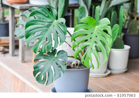 Monstera, Herricane plant or Swiss cheese Monstera, Herricane plant or Swiss cheese 81957063