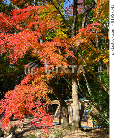 在秋天的山野露營 81957343