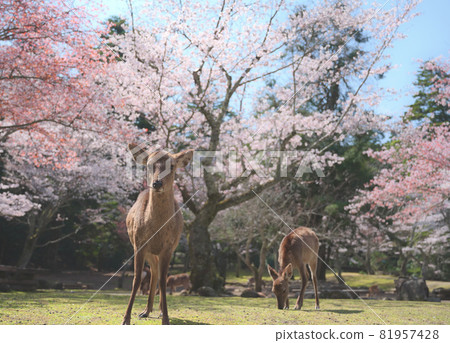 Cherry-blossom viewing at Miyajima in Aki 81957428