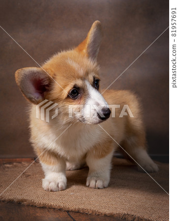 A charming Pembroke Welsh Corgi puppy stands and looks away on a dark background 81957691