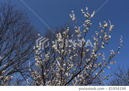 White plum blossoms White plum blossoms 81958198