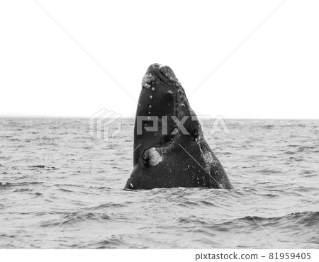 Whale Patagonia Argentina Whale Patagonia Argentina 81959405