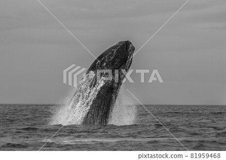Whale Patagonia Argentina Whale Patagonia Argentina 81959468