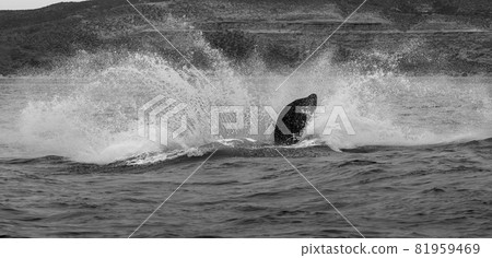 Whale Patagonia Argentina Whale Patagonia Argentina 81959469