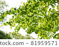 Young leaves in the early summer forest 81959571
