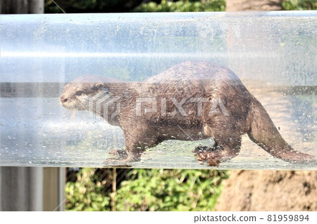 Small-clawed otter Small-clawed otter 81959894