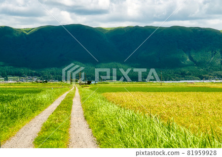 熊本縣阿蘇市的田園風光 熊本縣阿蘇市的田園風光 81959928