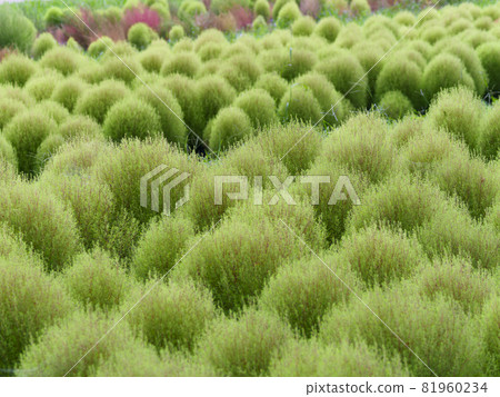 公園裡盛開的柯基亞 81960234