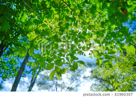Forest and blue sky Forest and blue sky 81960307