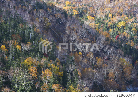 Autumn scenery of Norikura-12 81960347
