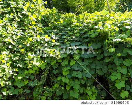 常春藤植物背景素材 常春藤植物背景素材 81960408