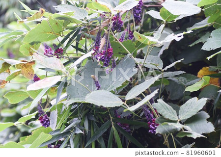秋七草葛花 81960601