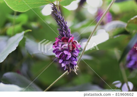 Autumn seven herbs and kudzu flowers 81960602