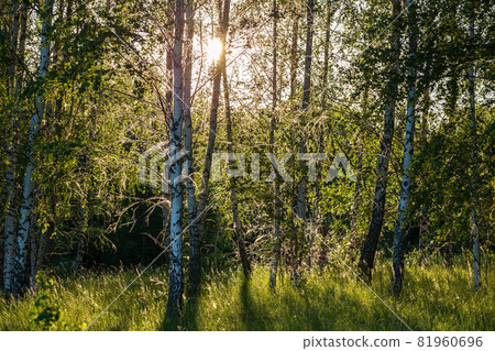 spider web on birch trees at summer evening in forest with selective focus spider web on birch trees at summer evening in forest with selective focus 81960696