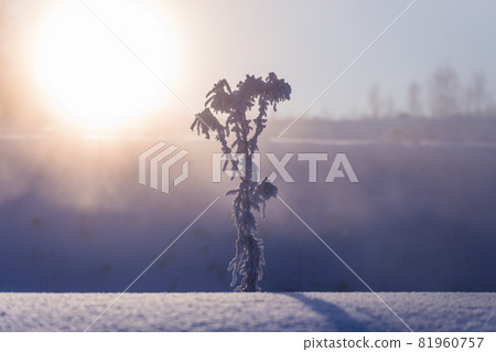 frozen dry plant at winter foggy morning in artistic minimalism tune with selective focus frozen dry plant at winter foggy morning in artistic minimalism tune with selective focus 81960757