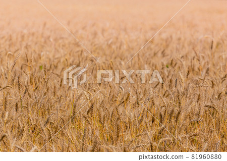 Yellow barley field at daytime under direct sunlight. Fully filled agriculture closeup selective focus background. Yellow barley field at daytime under direct sunlight. Fully filled agriculture closeup selective focus background. 81960880