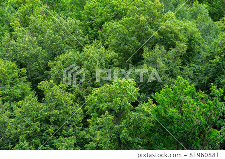 top of summer green linden forest solid foliage pattern background top of summer green linden forest solid foliage pattern background 81960881