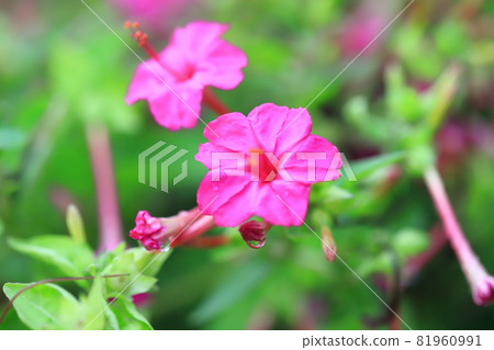 粉紅色白色粉末花(Oshiroibana) 粉紅色白色粉末花(Oshiroibana) 81960991