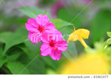 粉紅色和黃色白色粉花(Oshiroibana) 粉紅色和黃色白色粉花(Oshiroibana) 81961077