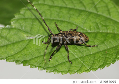 Naga Gomakokami 81961095