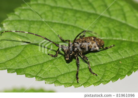 Naga Gomakokami 81961096