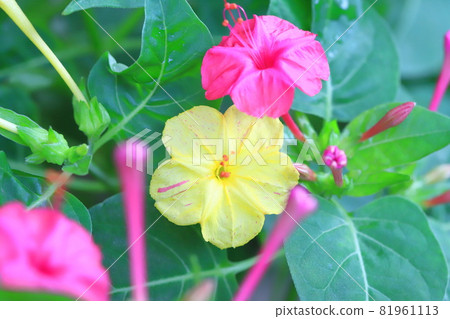 Pink and yellow white powder flowers (Oshiroibana) 81961113