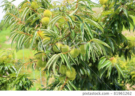 Chestnut fruit Igaguri 81961262