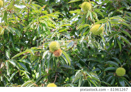 Chestnut fruit Igaguri 81961267