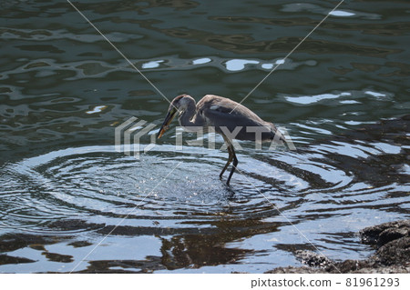 Gray heron Gray heron 81961293