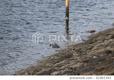 Gray heron preying on black sea bream Gray heron preying on black sea bream 81961363