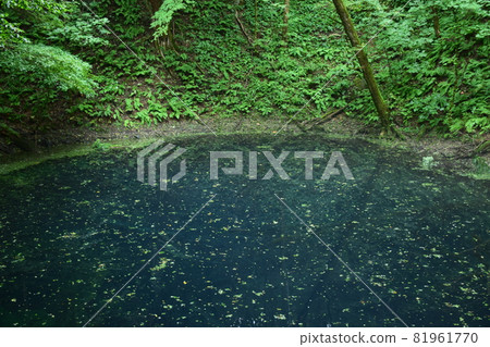 [青森/白神山脈]青池純子 81961770